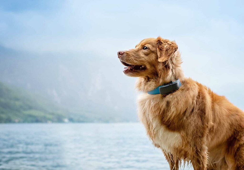Rastreador GPS para perros, collar inteligente de seguimiento de mascotas a  prueba de agua (solo iOS), sin tarifa mensual, color rosa
